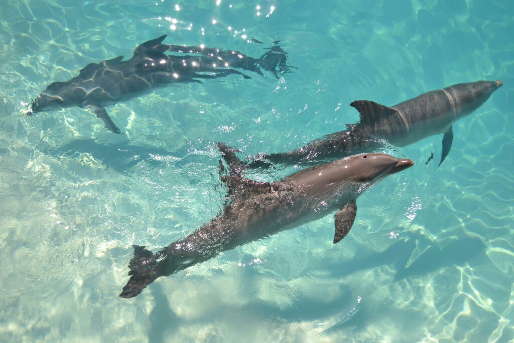 A imagem exibe três golfinhos-nariz-de-garrafa nadando em águas rasas e cristalinas do mar do Caribe—cena típica de excursões de observação de vida marinha e nado com golfinhos em destinos como Bahamas, Turks and Caicos e República Dominicana. Palavras-chave: golfinhos no Caribe, nado com golfinhos, vida marinha tropical, ecoturismo aquático, passeio de barco.