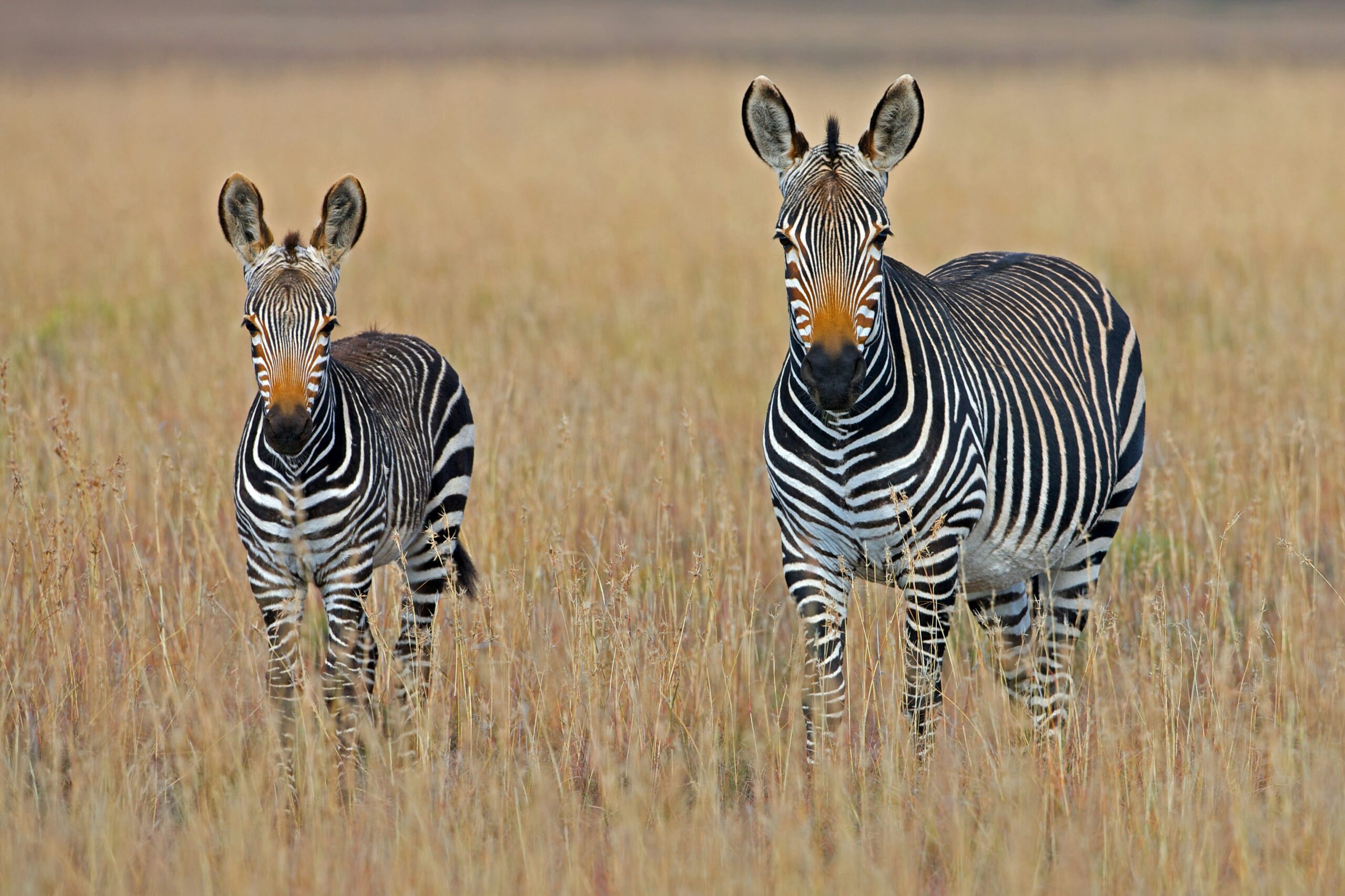 zebras