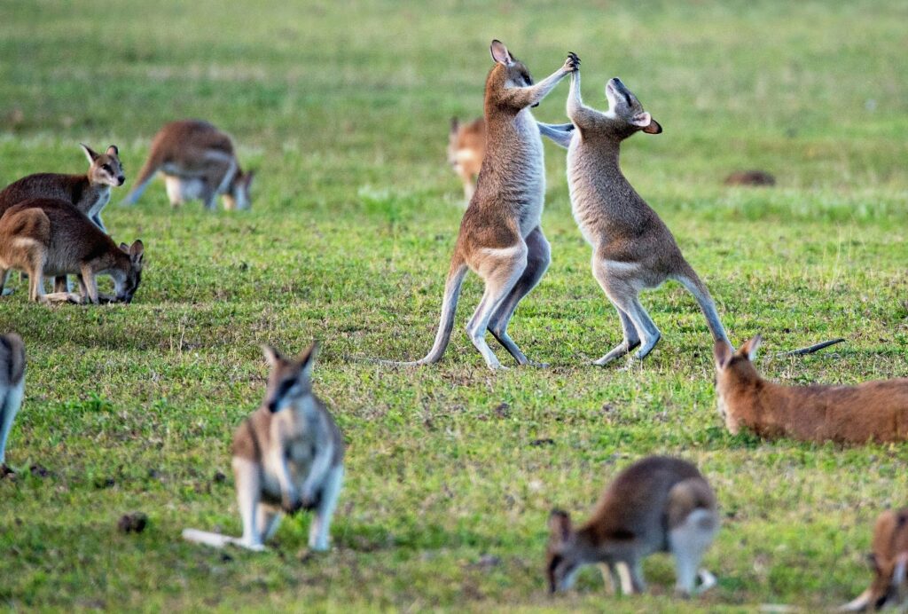 Fotografia de um grupo de cangurus em um campo de grama verde. No centro, dois cangurus estão em suas patas traseiras, aparentemente interagindo ou lutando, com as patas dianteiras levantadas. Outros cangurus estão espalhados pela grama, alguns pastando e outros deitados, compondo uma cena de vida selvagem.