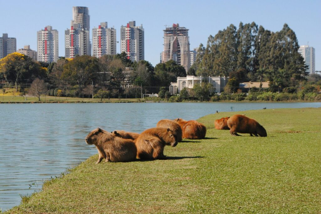 Um grupo de capivaras, roedores nativos do Brasil, descansa na grama verde à margem de um lago calmo em Londrina, Paraná. A água reflete a luz do dia, e ao fundo, a paisagem urbana de Londrina se estende com edifícios altos e árvores. A cena captura a coexistência da vida selvagem com o ambiente urbano na cidade.