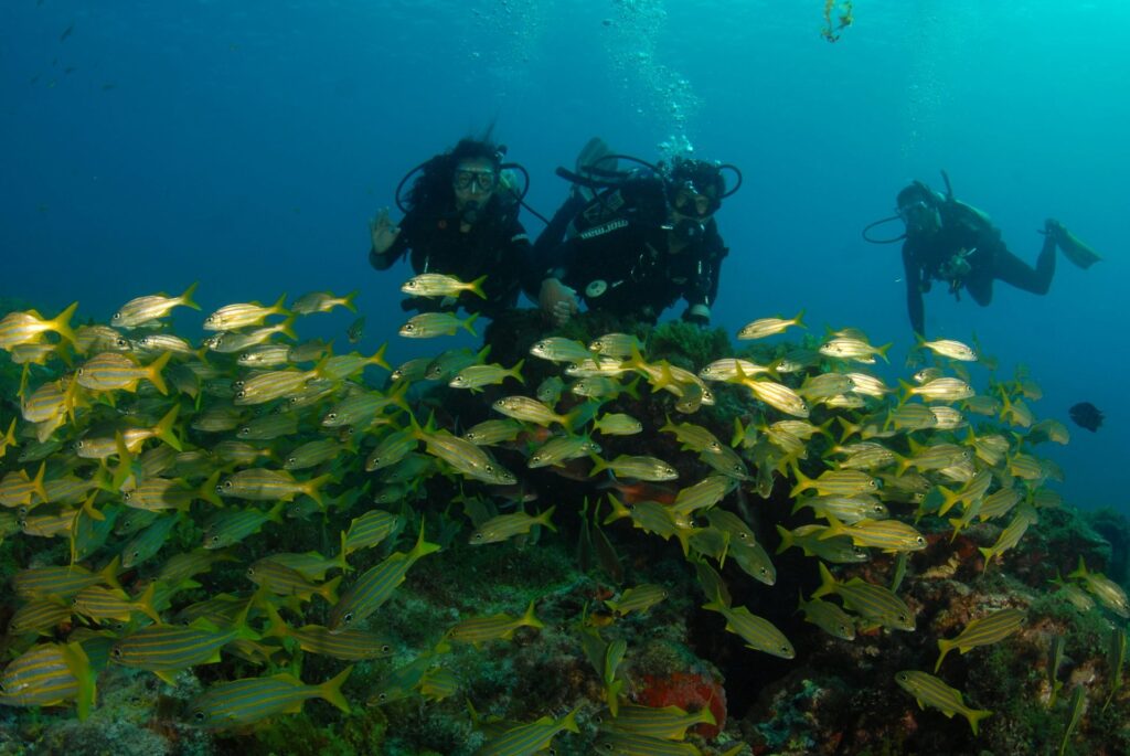 Três mergulhadores com equipamento completo observam um grande cardume de peixes amarelos listrados nadando sobre um recife de coral submerso em águas azuis claras de Fernando de Noronha.