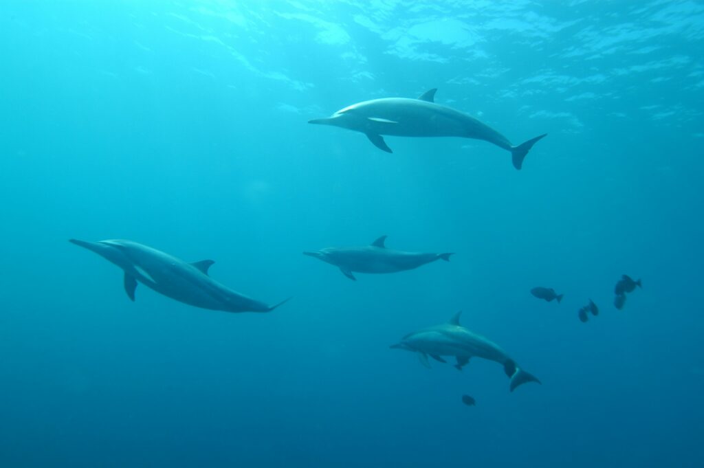 Grupo de quatro golfinhos nadando submersos em águas azuis cristalinas, com alguns peixes menores visíveis ao fundo, em Fernando de Noronha, Brasil.