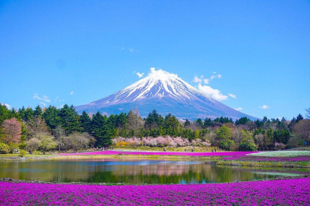 Monte Fuji com o topo nevado, lago e vasto campo de flores Shibazakura (moss phlox) roxas em primeiro plano, no Japão.