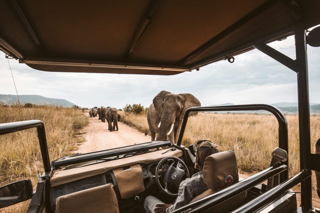 A imagem vibrante de um veículo de safári capturando a experiência de observar uma manada de majestosos elefantes selvagens caminhando por uma estrada de terra em um parque nacional sul-africano ilustra a imersão na vida selvagem africana.